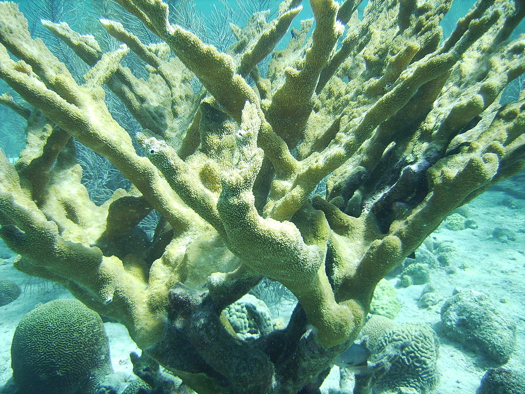 Listing of Coral Reef Species under the . Endangered Species Act | CAKE:  Climate Adaptation Knowledge Exchange